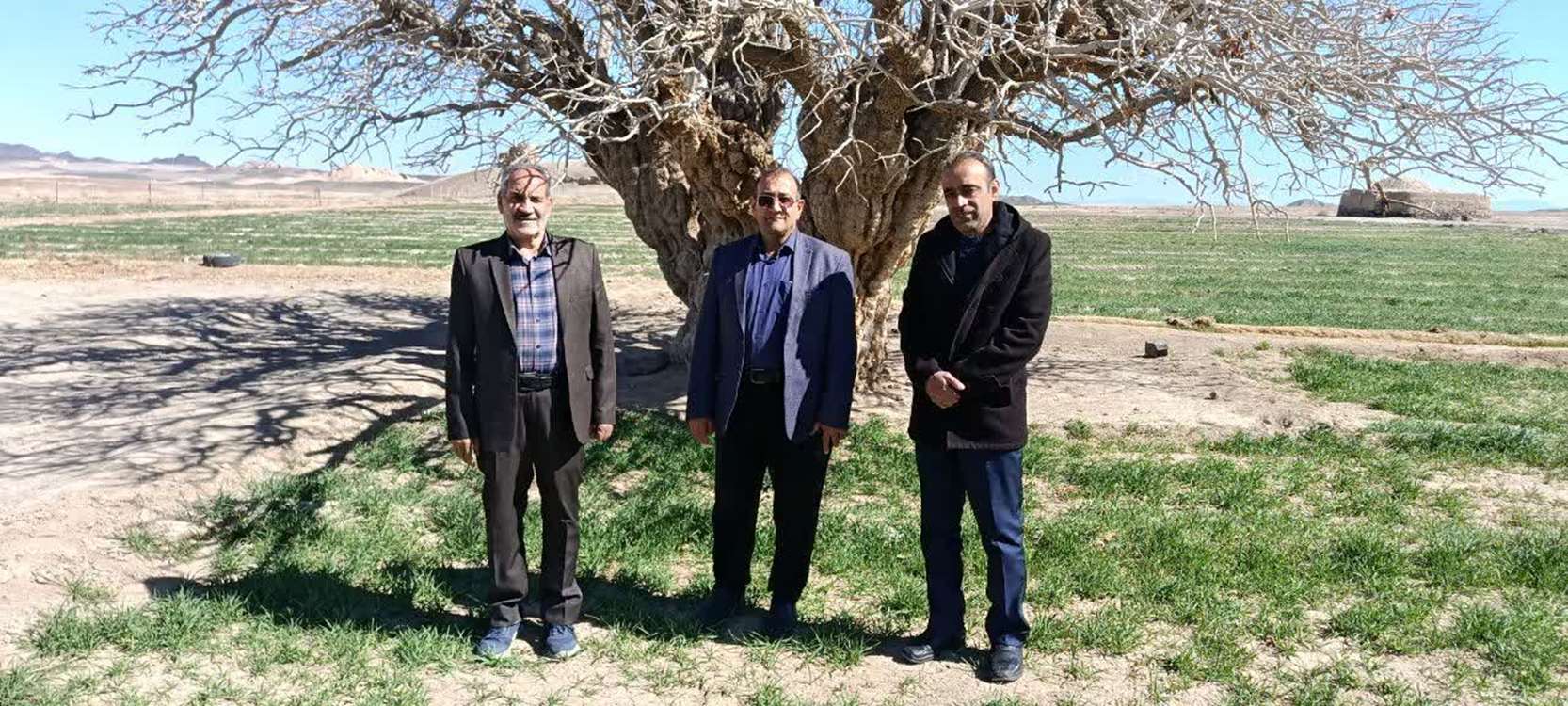 درخت پسته 800 ساله 